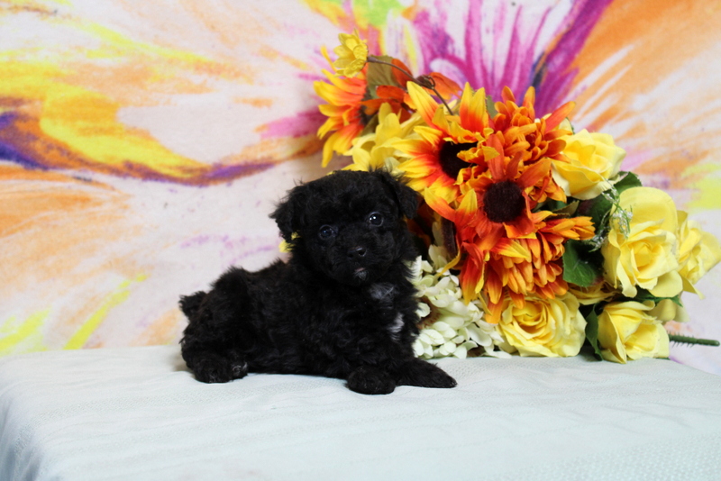 puppy, for, sale, Toy Poodle, Matthew B. Stoltzfus, dog, breeder, Gap, PA, dog-breeder, puppy-for-sale, forsale, nearby, find, puppyfind, locator, puppylocator, aca